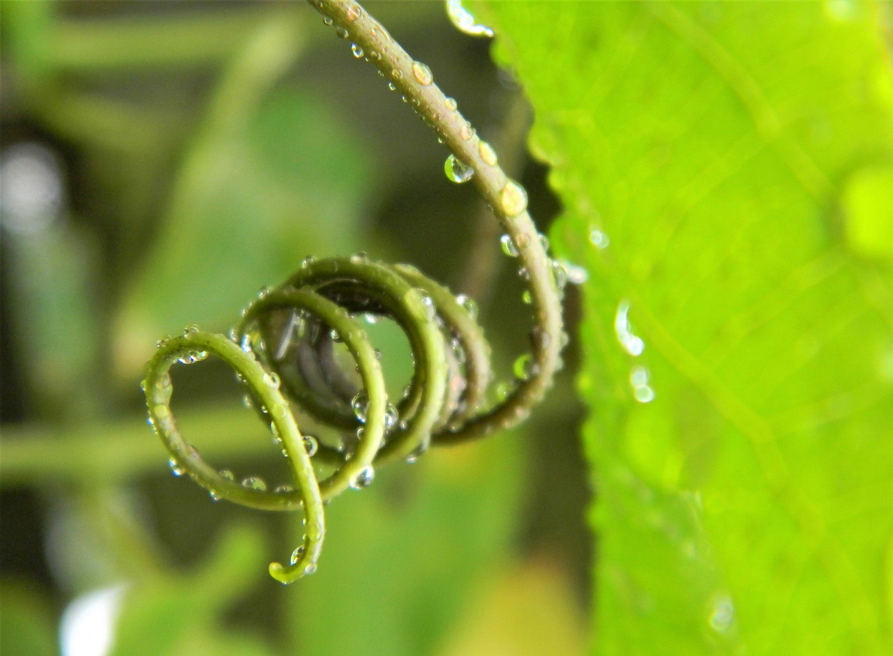 pourquoi manger des haricots verts